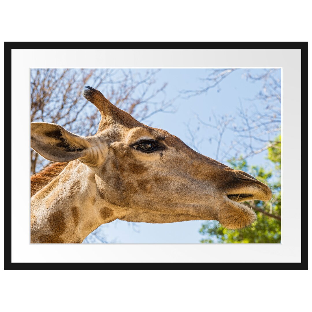 Gerahmtes Poster Anmutige Giraffe isst