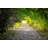 Walkway With Trees by Jeka1984 - Wrapped Canvas Print-604246646