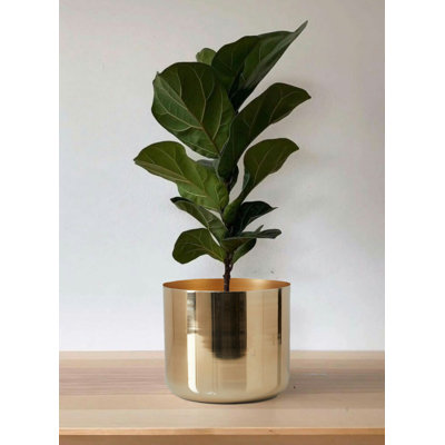 Metal Cachepot