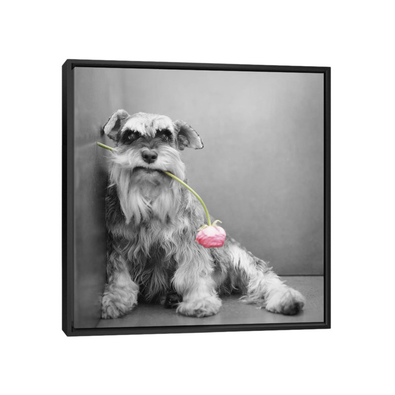 Ziggy by Rachael Hale - Print on Canvas, Black Framed, 93.98 cm H x 93.98 cm W