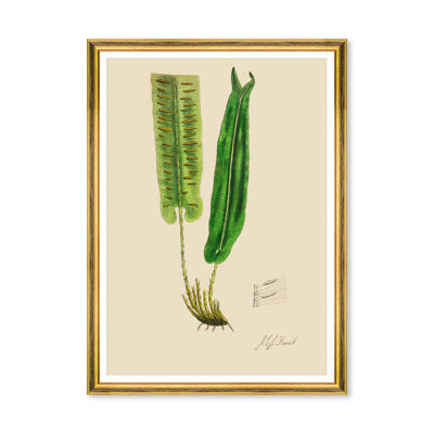 FERNS V
