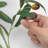 Artificial Olive Branches