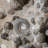 Véritable grappe d'ammonite fossilisée naturelle (11 lb)
