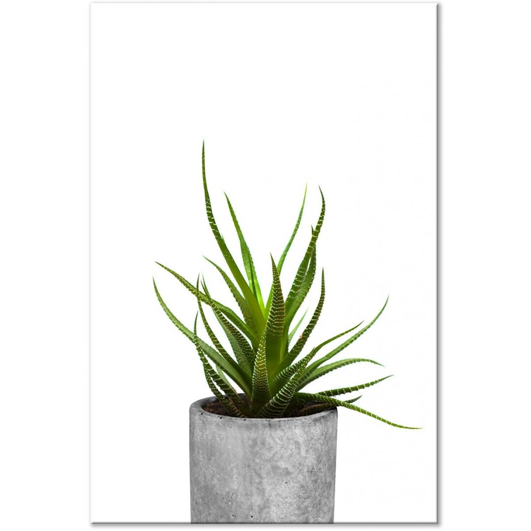 Leinwandbild Haworthia