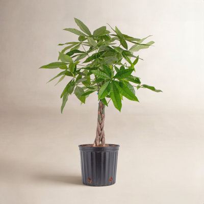 Costa Farms Pachira Aquatica Money Tree Plant
