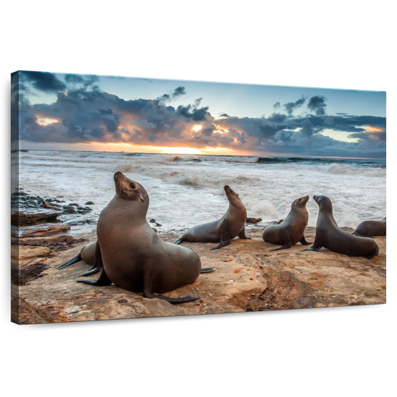 Brampt Sea Lions In La Jolla