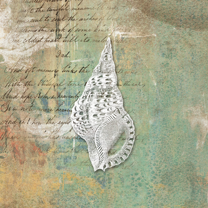 Distress Sea Shell - Wrapped Canvas Print, 30cm H x 30cm W x 3.8cm D