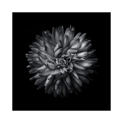 Black And White Mum I by Brian Carson - Wrapped Canvas Print
