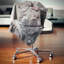 Coussin Schafer-229091841-229048716