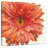 Arney Vivid Daisy-109222378