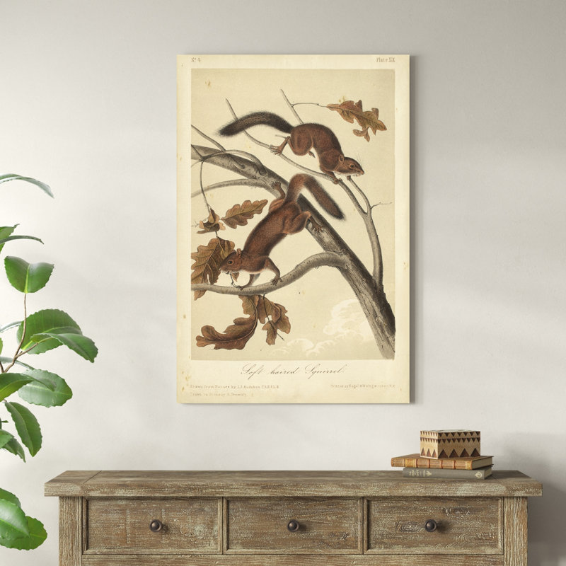 Écureuil Audubon III, H 48 po x l 32 po x P 1,25 po