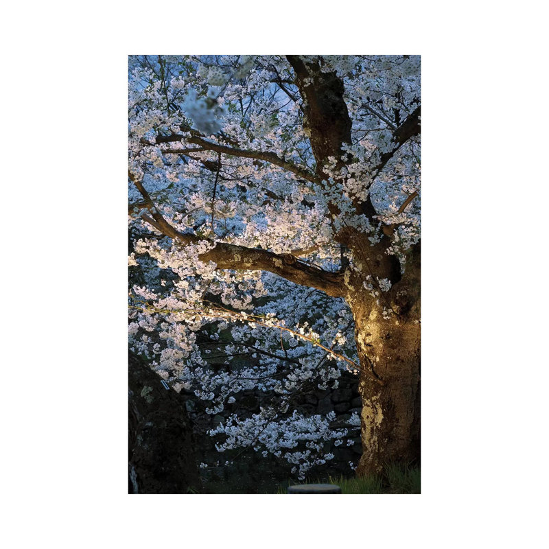 Cherry Trees Lit Up At Night, Hirosaki Park, Hirosaki, Aomori Prefecture, Japan by Panoramic Images - Wrapped Canvas Gallery-Wrapped Canvas Giclée