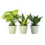Live Low Light Houseplant Set-109179381