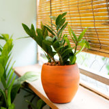 Intelligent Self-Watering Terracotta Planter Pot for All Plants and Spaces