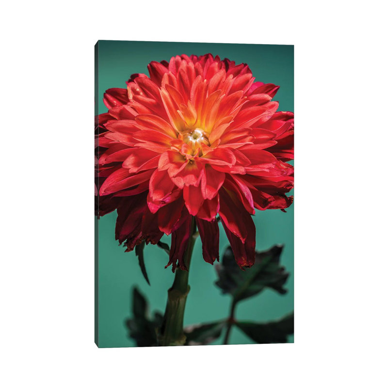 Red Chrysanthemum Flower by Glauco Meneghelli - Wrapped Canvas Print, 45.72cm H x 30.48cm W x 1.9cm D