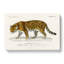 Jaguar by Charles D Orbigny - Wrapped Canvas-55361825