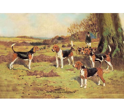"beagles" par t. ivester llyod, reproduction d’art