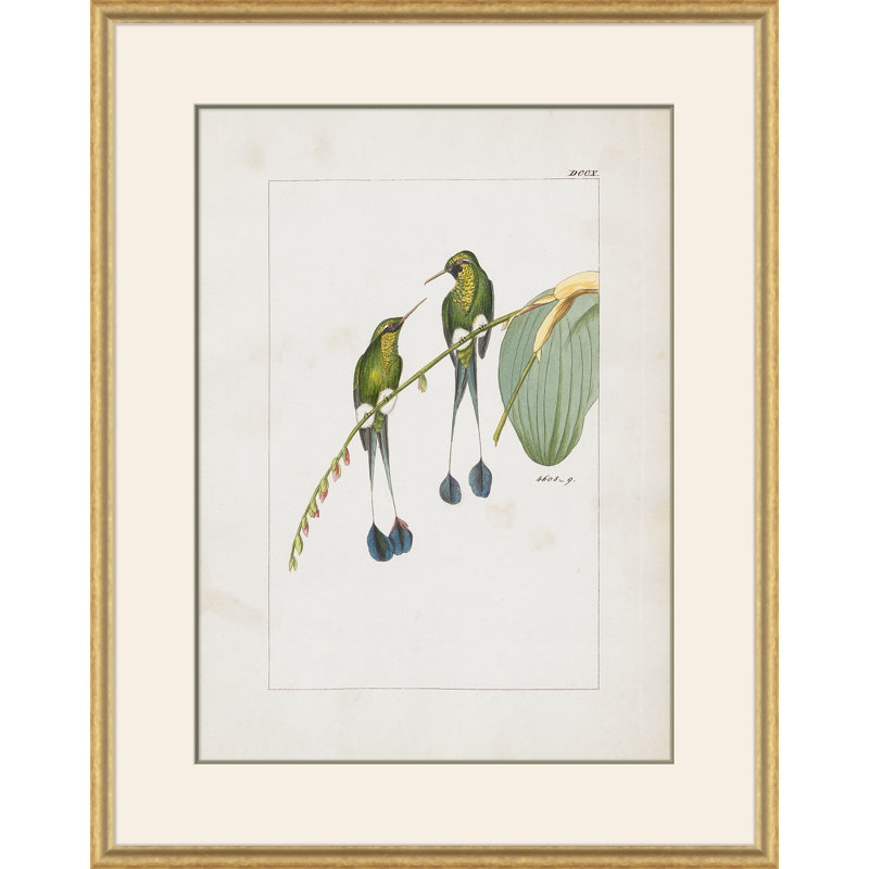 Hummingbirds Giclee Print by John Gould