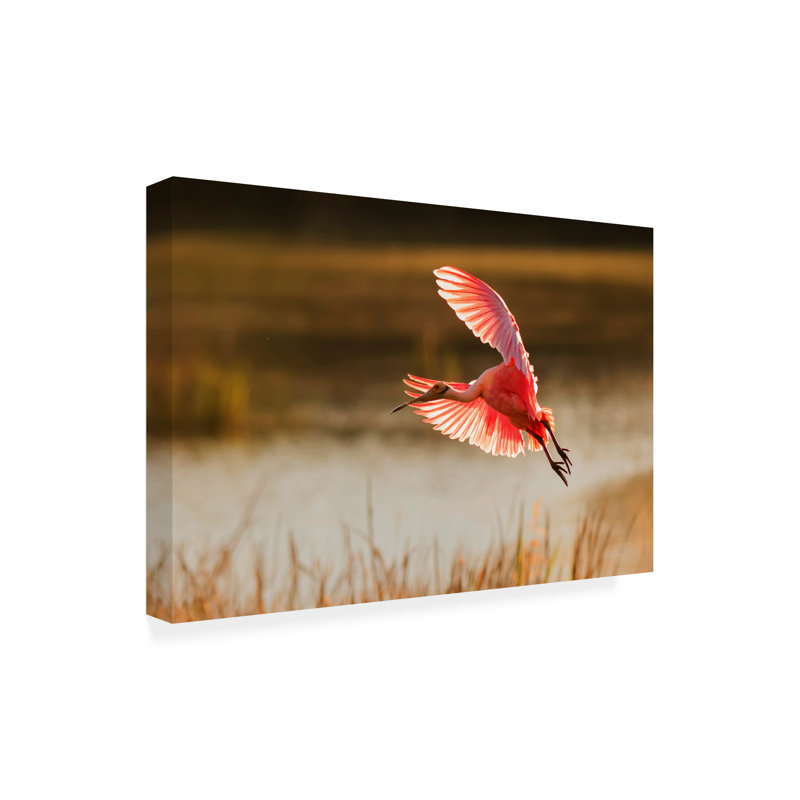 Art sur toile «Spoonbill» bolologien Aijing H., H 12 po x l 19 po
