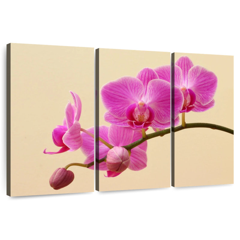 Harnek Orchid Blooms And Buds, 28" H x 45" W