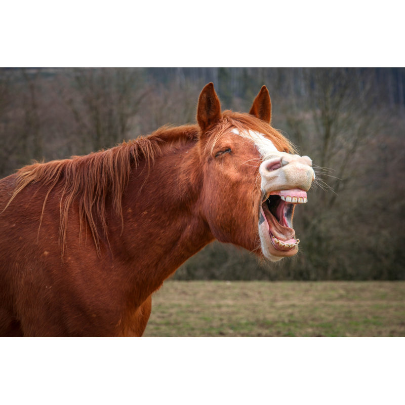 Laughing Horse by JoffreyM - Wrapped Canvas Print, 20cm H x 30cm W x 3.8cm D