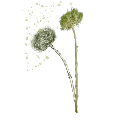 Botany Flower V - Graphic Art