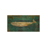 Balaenoptera Musculus Print by Sofia Fox