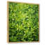 Herbes, thym, passage 1 - Art floral-1778332461-1778332454