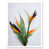 White Framed Paper