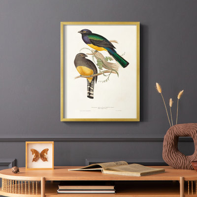 Elegant Trogons III Framed Print - Solid Wood