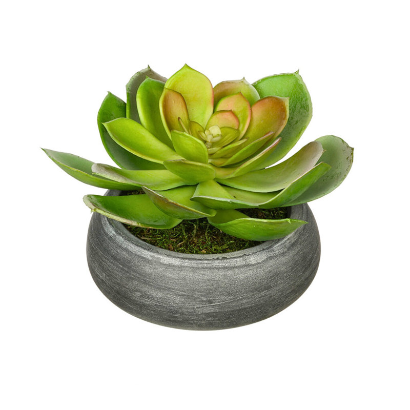 Jardinière avec succulent Echeveria artificielle, Gris, Pointe rouge