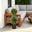 90cm Plant