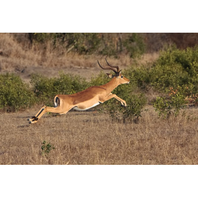 " Impala Jump "