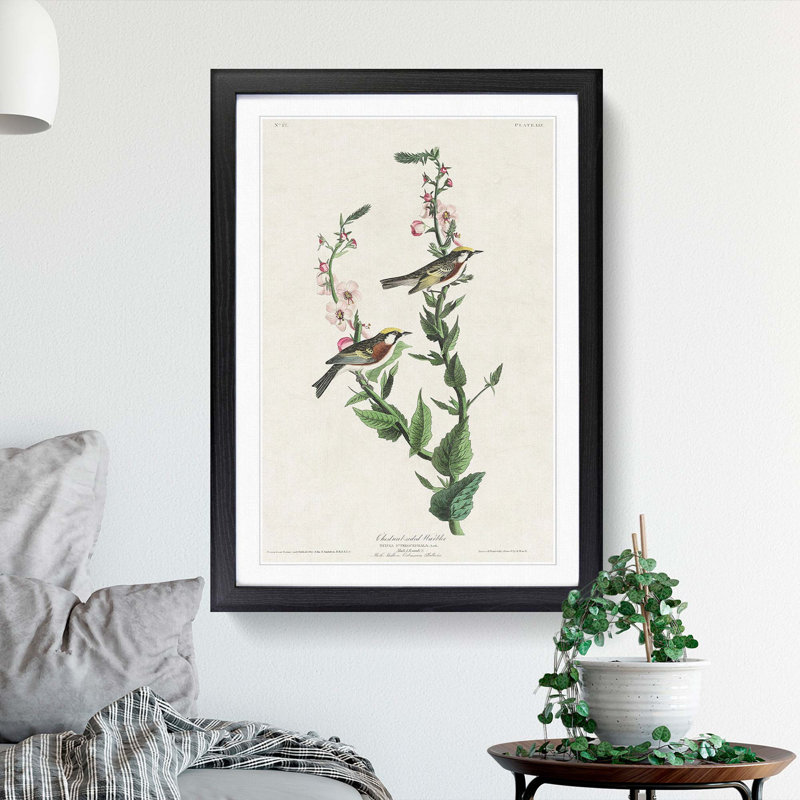Chestnut-sided Warbler by John Audubon - Picture Frame Painting Print, Black Framed, 36cm H x 27cm W x 2cm D