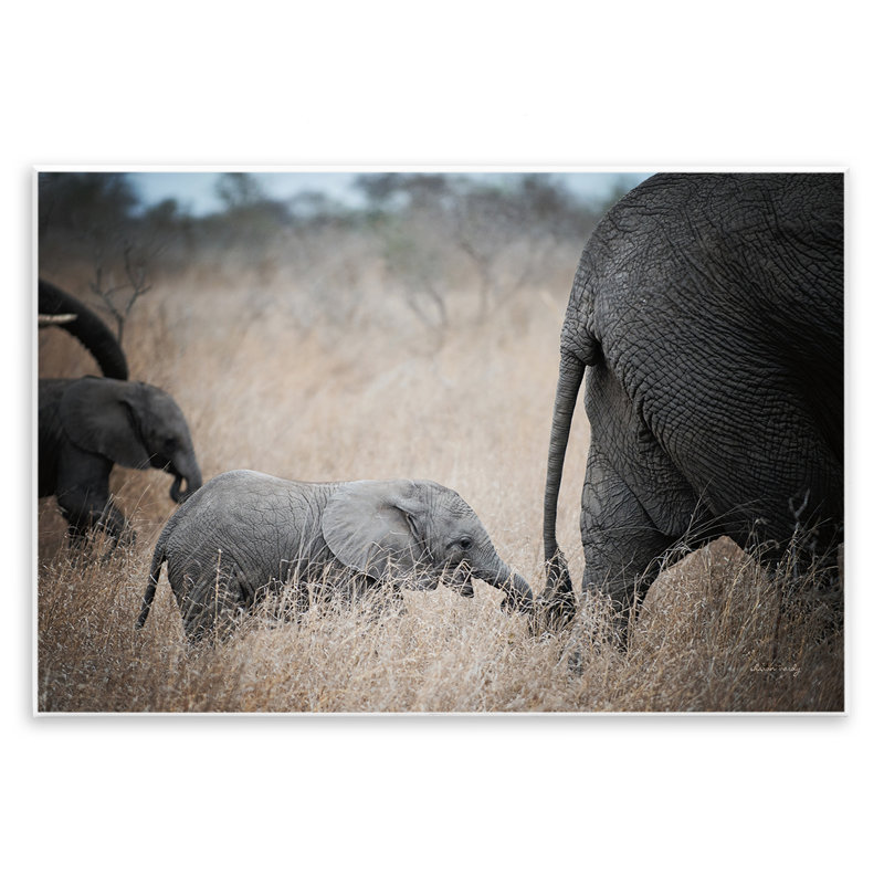 «Baby Elephant Strolling», art mural par Sharon Vardy, H 10 po x l 15 po