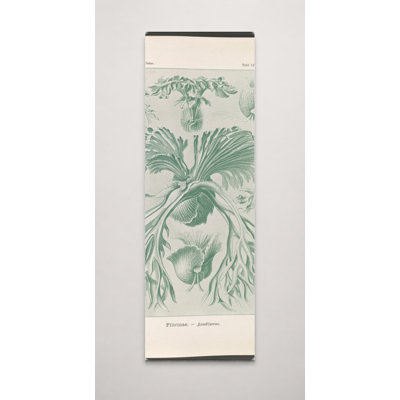 Filicinae – Laubfarne (Plate 12, Kunstformen der Natur, 1904) — Tall Canvas Wall Art