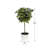 Ficus 18 po