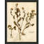 Pressed Botanical 28 Print