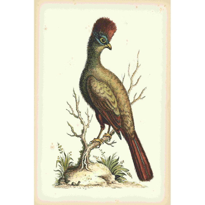 Regal Pheasants IV 2855025, H 30 po x l 20 po