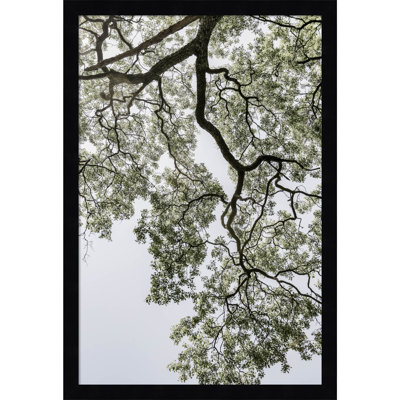 Coastal Forest by Shot by Clint Wood Framed Wall Art Print