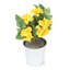 Faux Silk Peony Arrangement in Vase-708367219-708647153