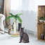 Franchesca Cat Scratching Post 16'' Tall - With Cat Tickle & Toy Balls
