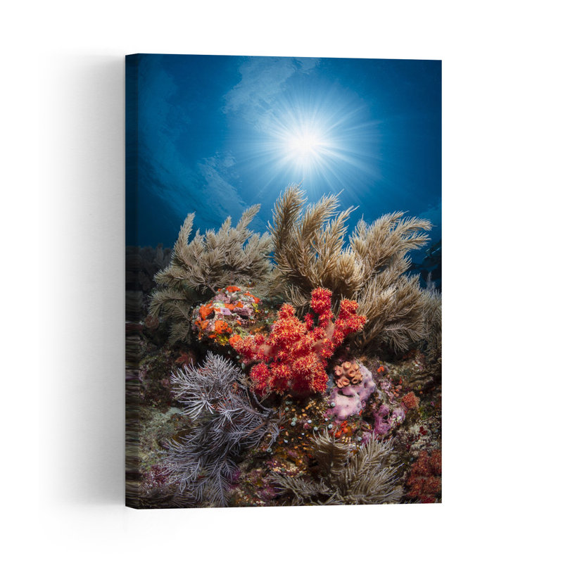 Sunlit Coral Garden Colorful Serene Tranquil Fish Nature Ocean Wall Art Print 1 Piece Wrapped Canvas Wall Art