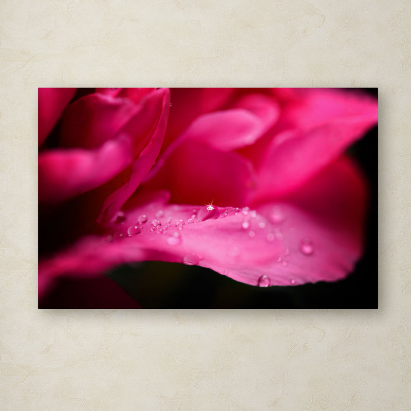 « pivoine gouttes » par philippe sainte-laudy, reproduction de photo sur toile tendue, H 12 po x l 19 po x P 2 po
