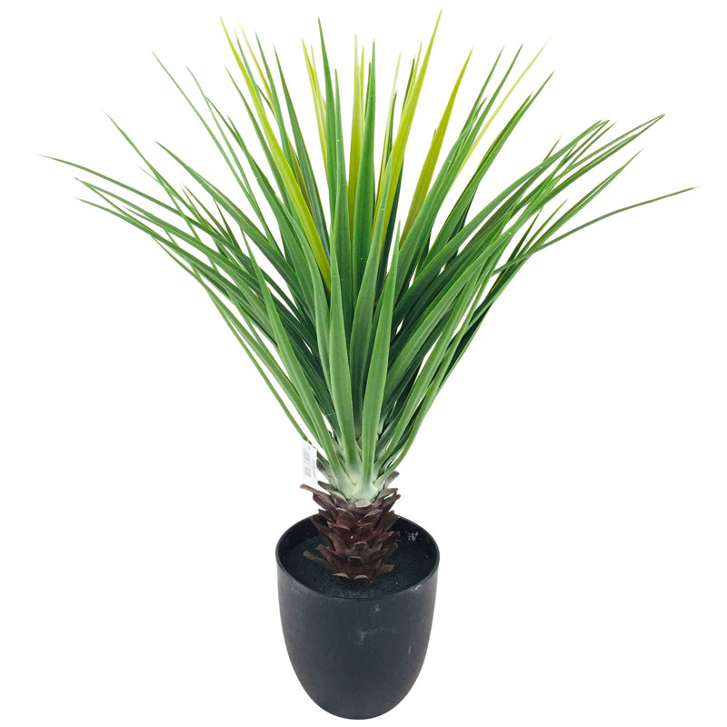 68cm Pineapple Tree in Pot