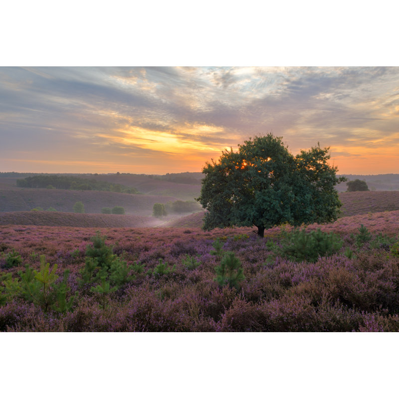 Edneyville Blooming Heather On Posbank - Wrapped Canvas Print, 51cm H x 76cm W x 3.8cm D