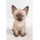 Siamese Kitten Statue