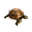 Reginia Tortoise Statue