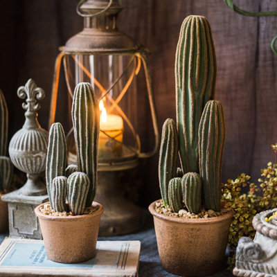 Cactus en pot