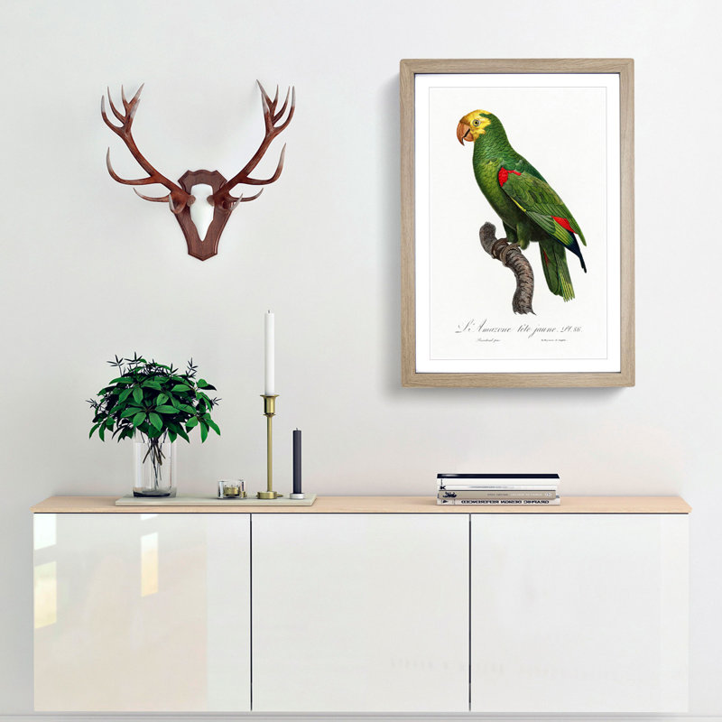 Yellow-Crowned Amazon Parrot by F. Levaillant - Picture Frame Graphic Art Print, 36cm H x 27cm W x 2cm D, Oak Framed
